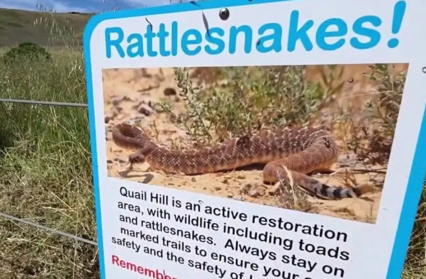 Increasing Snake Sightings in Southern California Due to the Heat Wave: What You Need to Know