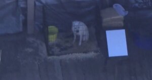 LA County Animal Shelters Hold Sunday Adoption Events to Find Homes for Pets in Need