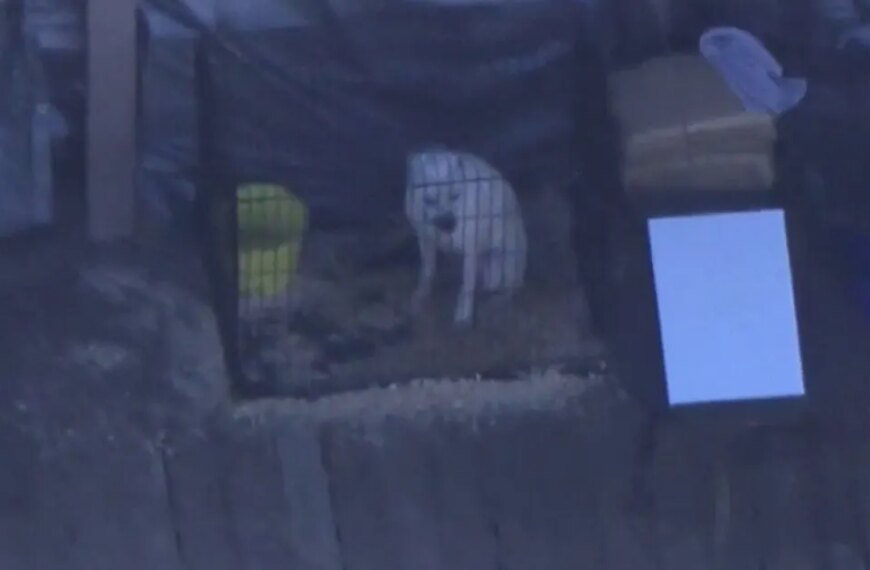 LA County Animal Shelters Hold Sunday Adoption Events to Find Homes for Pets in Need