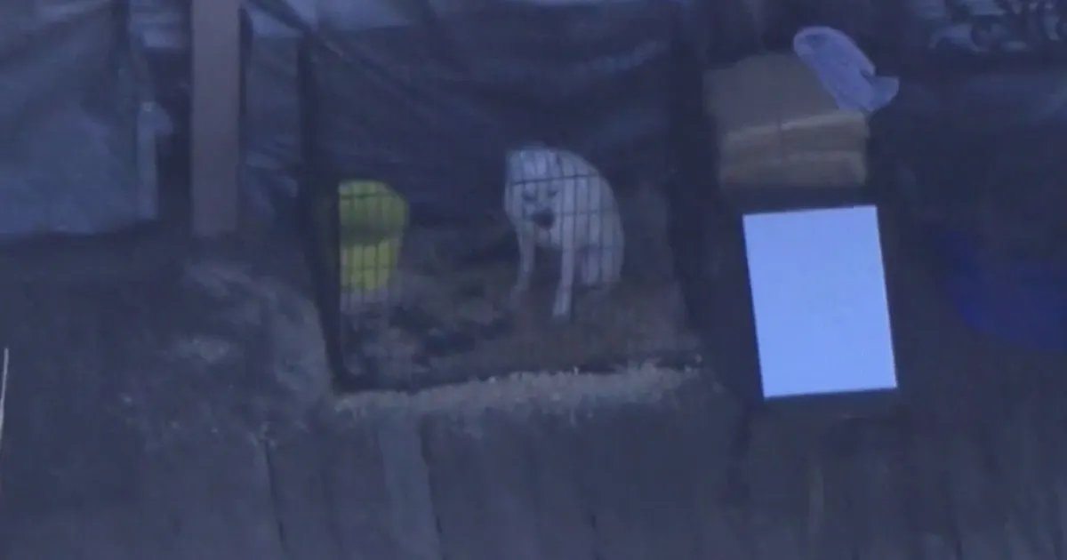 LA County Animal Shelters Hold Sunday Adoption Events to Find Homes for Pets in Need