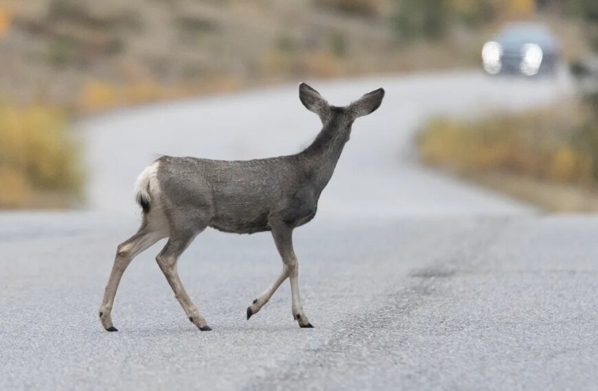 LA County Counsel Criticizes Catalina Island's Mule Deer Removal Plan as Unnecessarily Harsh