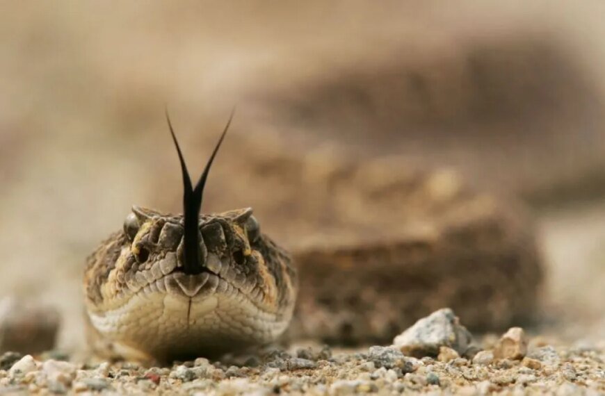 Local Costa Mesa Resident Passes Away Following Rattlesnake Bite