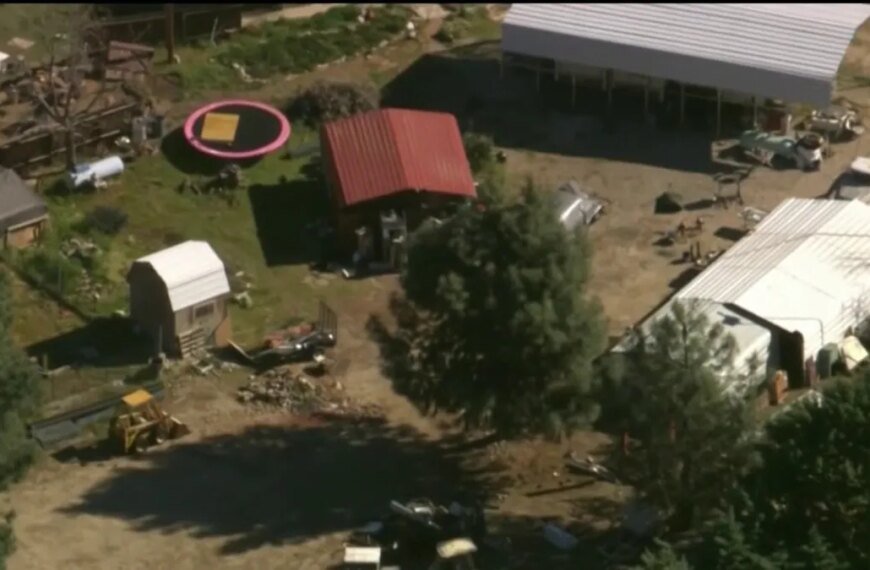 Many Cats and Dogs Rescued in Lake Hughes Are Looking for Their Forever Homes Today