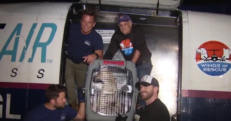 More Than 100 Shelter Dogs from LA Arrive in Chicago Seeking Forever Homes