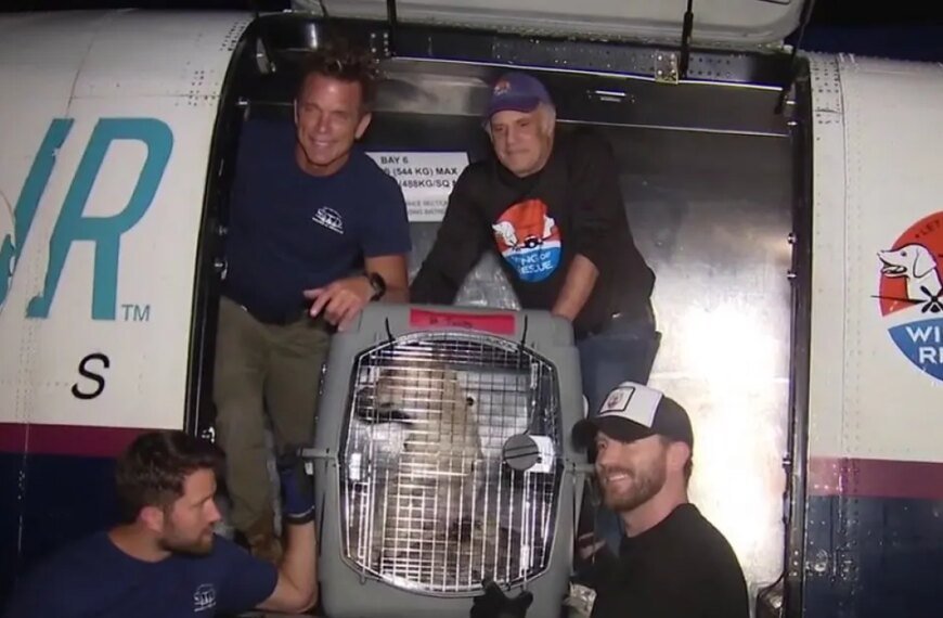 More Than 100 Shelter Dogs from LA Arrive in Chicago Seeking Forever Homes