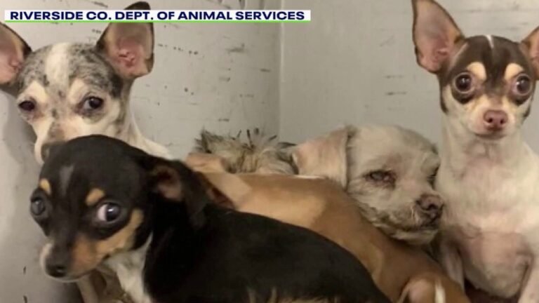 More than 60 Dogs from Riverside County House Fire Need Loving Homes