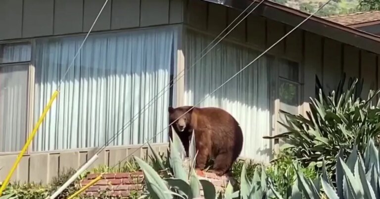 Mother Bear Put Down After Encounter with Monrovia Woman, Leaving Cubs Without Care