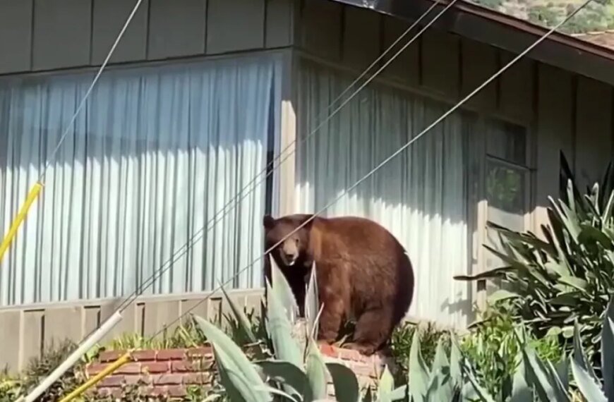 Mother Bear Put Down After Encounter with Monrovia Woman, Leaving Cubs Without Care