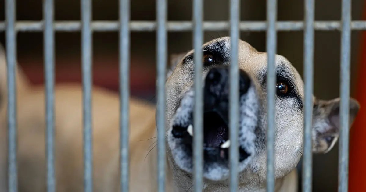 Mother Sacrifices Herself to Protect Her Child from Three Dogs