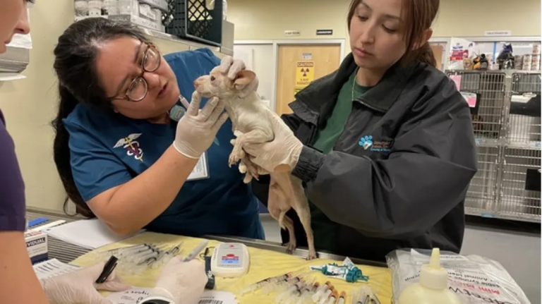 Over 60 Dogs Rescued from Hemet Fire Need Loving Homes