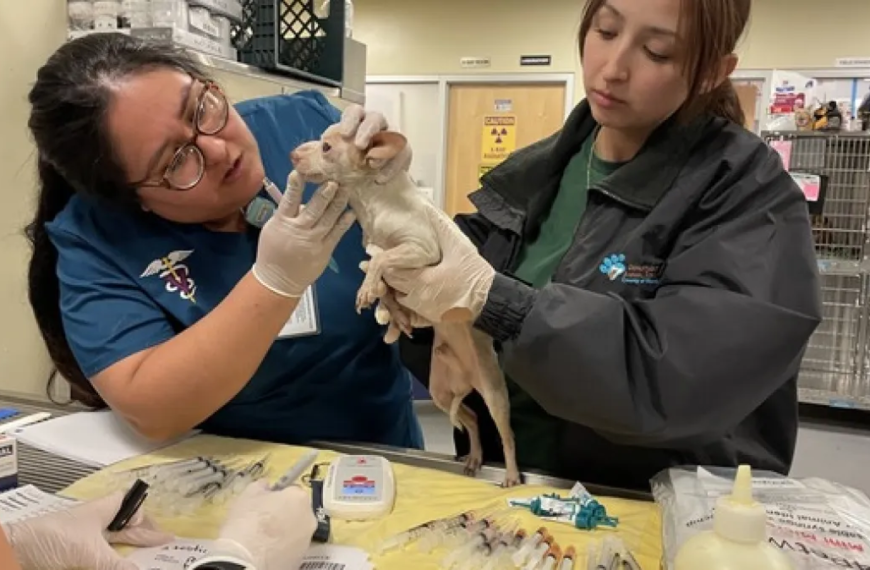 Over 60 Dogs Rescued from Hemet Fire Need Loving Homes