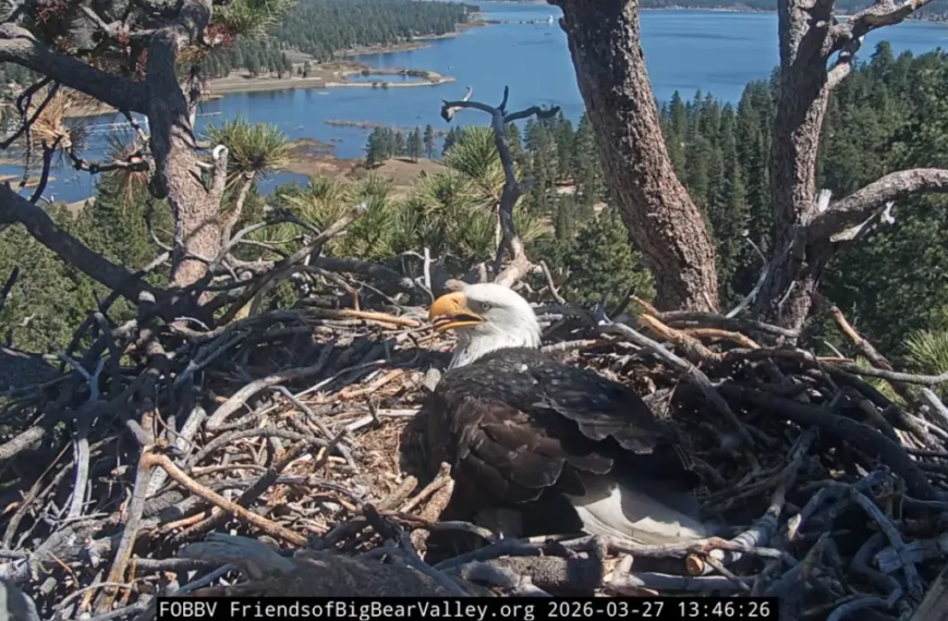 Pip Watch Begins Soon at Big Bear Valley Bald Eagles' Nest – Save the Date!