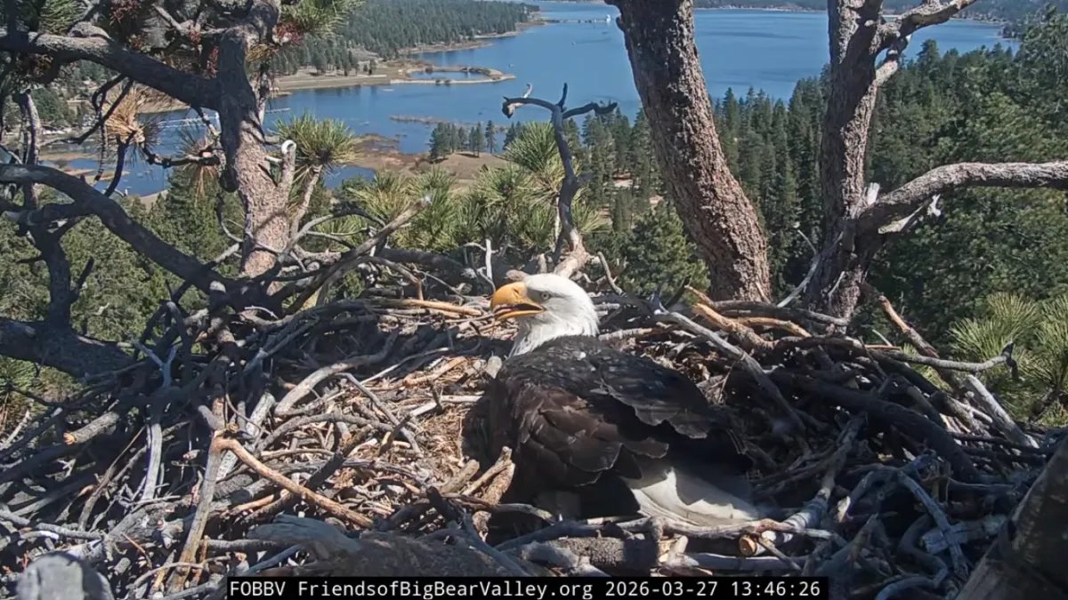 Pip Watch Begins Soon at Big Bear Valley Bald Eagles' Nest – Save the Date!