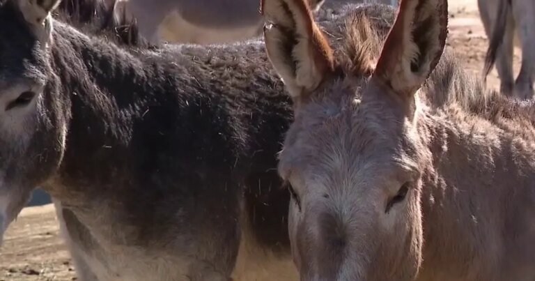 Riverside Community Anguished as Donkey Killings Escalate; $50,000 Reward Announced