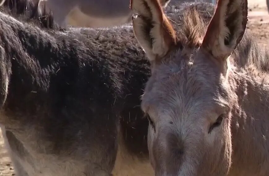 Riverside Community Anguished as Donkey Killings Escalate; $50,000 Reward Announced