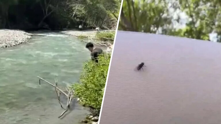 San Gabriel Valley Experiences Increase in Annoying Black Flies
