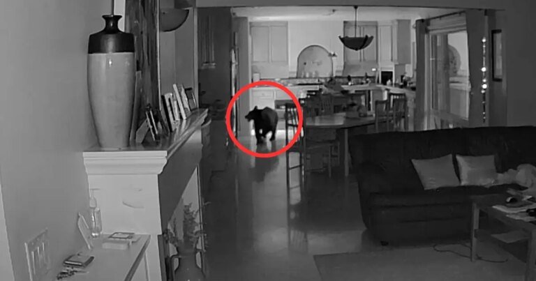 Security Footage Shows Young Bear Exploring Claremont Kitchen