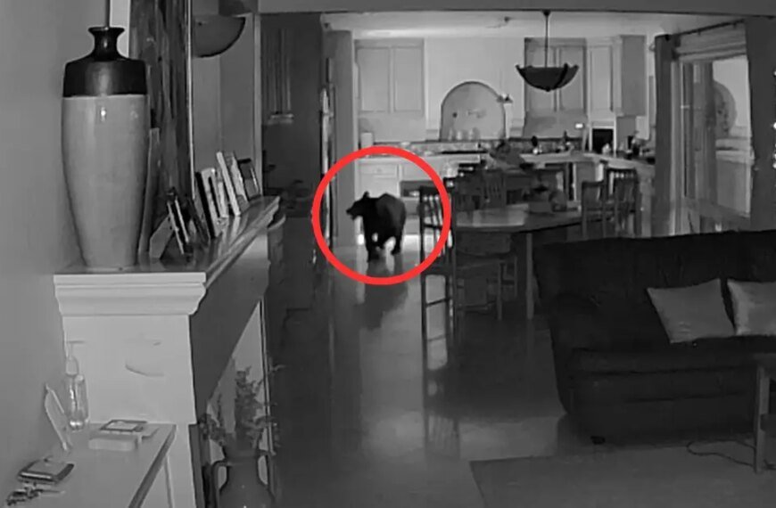 Security Footage Shows Young Bear Exploring Claremont Kitchen