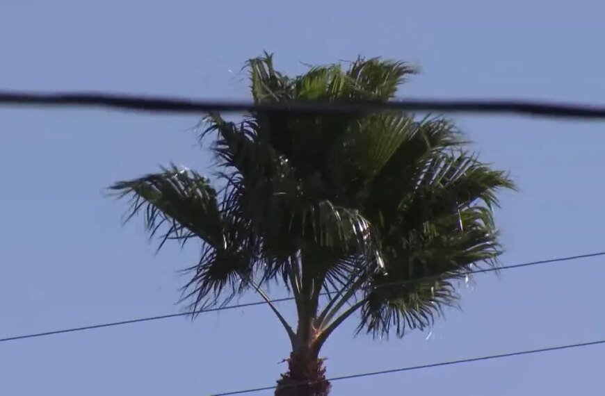 Strong Winds Continue to Affect Southland, with Santa Ana Conditions on the Way This Weekend