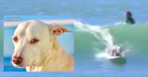 Surfing Therapy Dog Faces Cancer with Courage and Hope