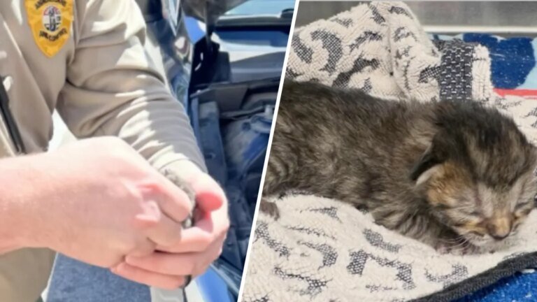 Three Kittens Saved from a Car Engine in Palmdale