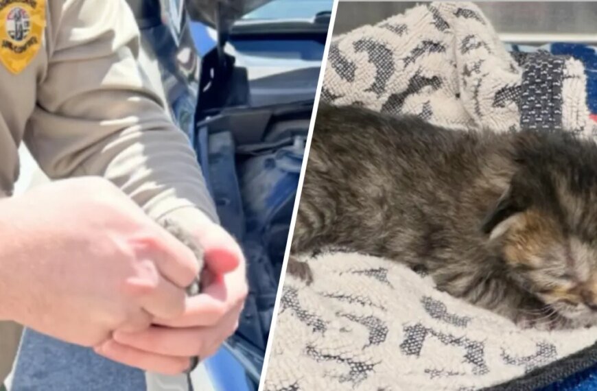 Three Kittens Saved from a Car Engine in Palmdale
