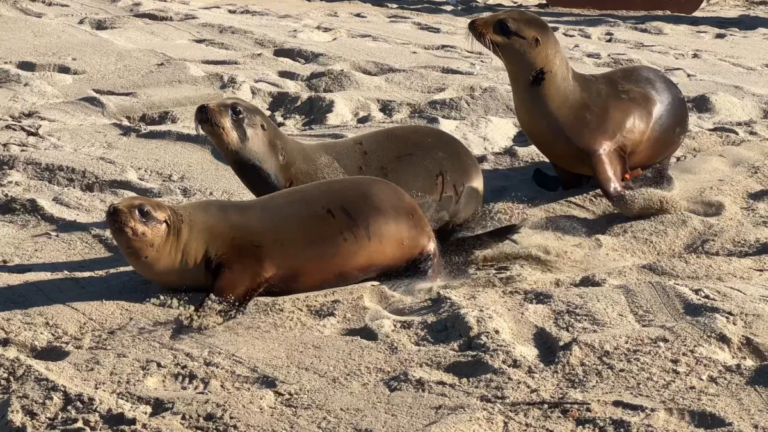 Three Rescued Sea Lion Pups Returned to Their Ocean Home in Redondo Beach