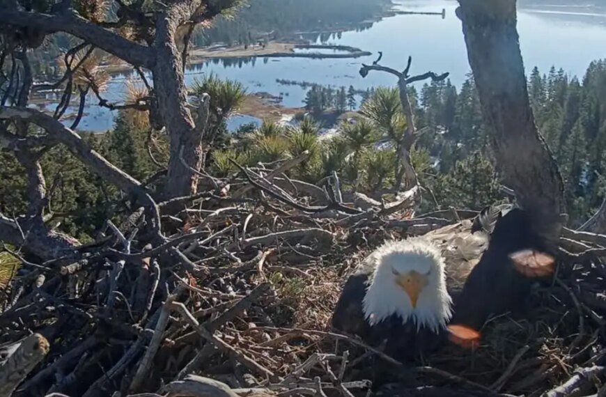 Watch Jackie and Shadow's Journey: Bald Eagles Welcome Their Second Egg After a Raven Encounter