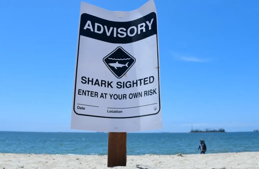What to Expect This Summer: Increased Shark Sightings at Southern California Beaches