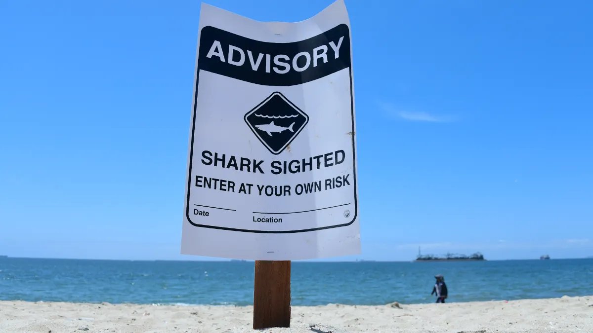 What to Expect This Summer: Increased Shark Sightings at Southern California Beaches