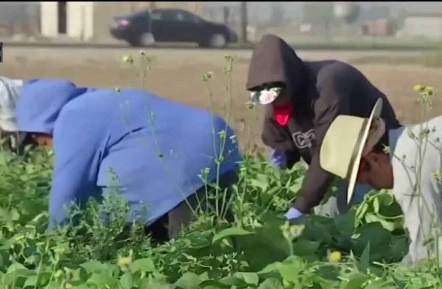 Women Farmworkers Speak Out on Sexual Harassment and Assault in the Workplace