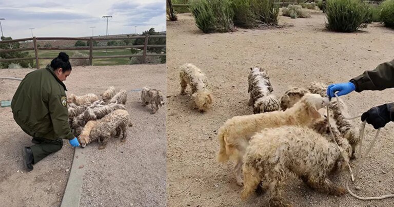 16 Small Dogs Saved from Palmdale Park: Many Were in Need of Grooming