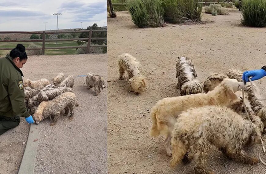 16 Small Dogs Saved from Palmdale Park: Many Were in Need of Grooming