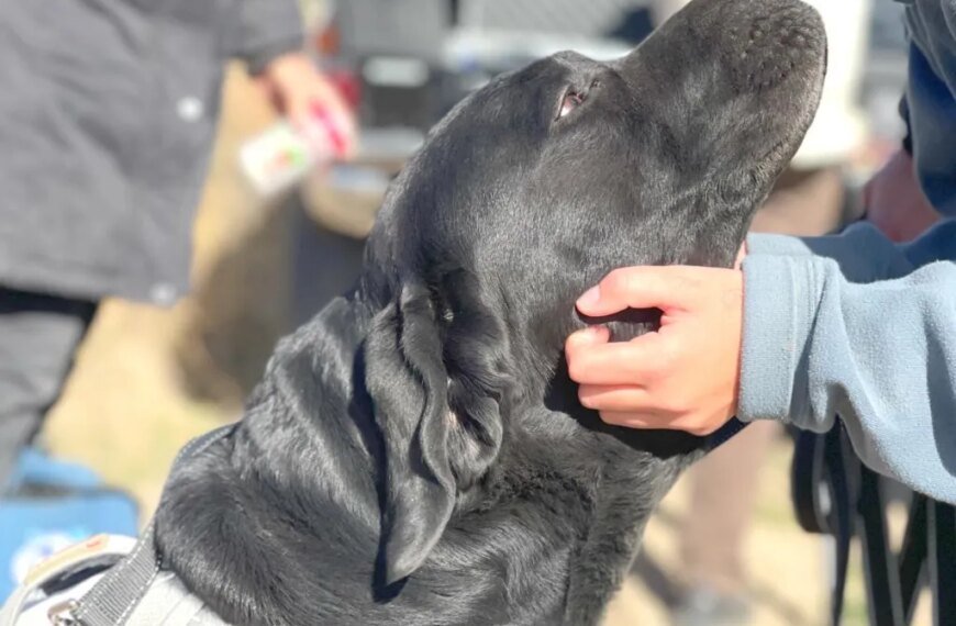 Meet Zzaslow: The Beloved Dog Who Has Inspired a Heartwarming Documentary About His Life-Saving Journey