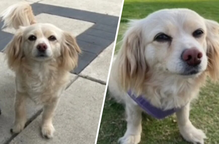 A Man's Heartfelt Search for His Lost Emotional Support Dog, Lexi, in Montclair