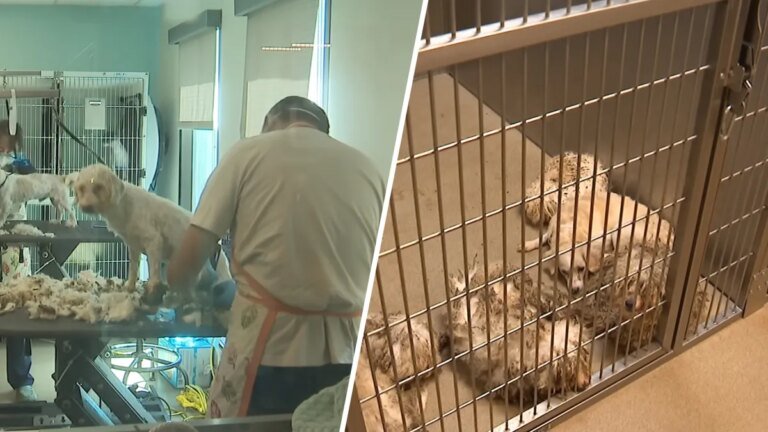 Abandoned Dogs in Palmdale Find Hope and Healing