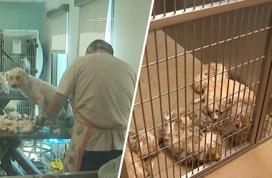 Abandoned Dogs in Palmdale Find Hope and Healing