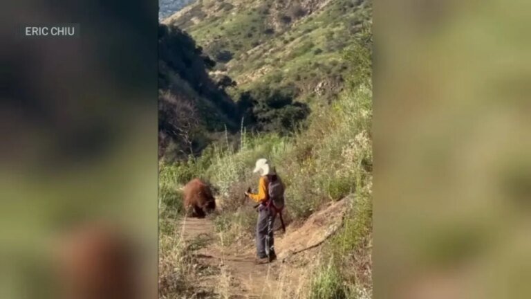 Bear Encounters on Mount Wilson Trail: A Hiker's Close Call
