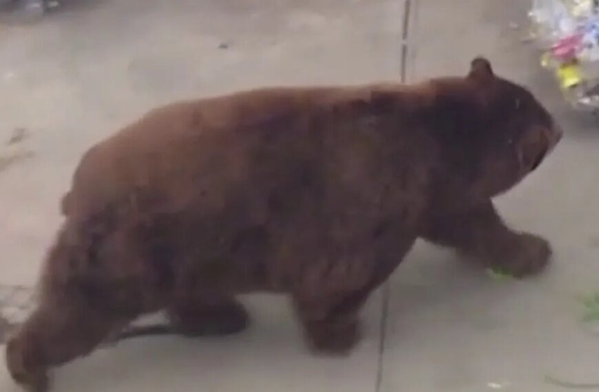 Bear Spotted Wandering Through Fillmore Neighborhood