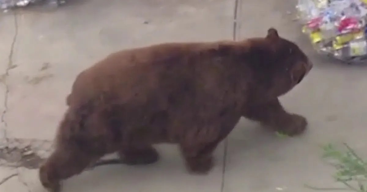 Bear Spotted Wandering Through Fillmore Neighborhood