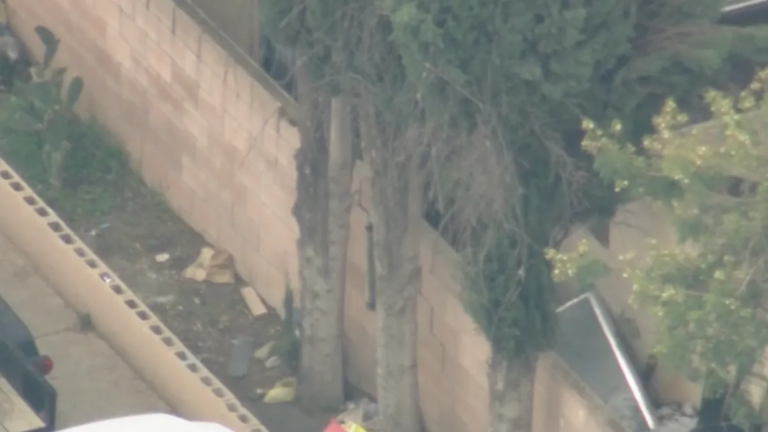 Bear Spotted in Fillmore Neighborhood: What You Need to Know