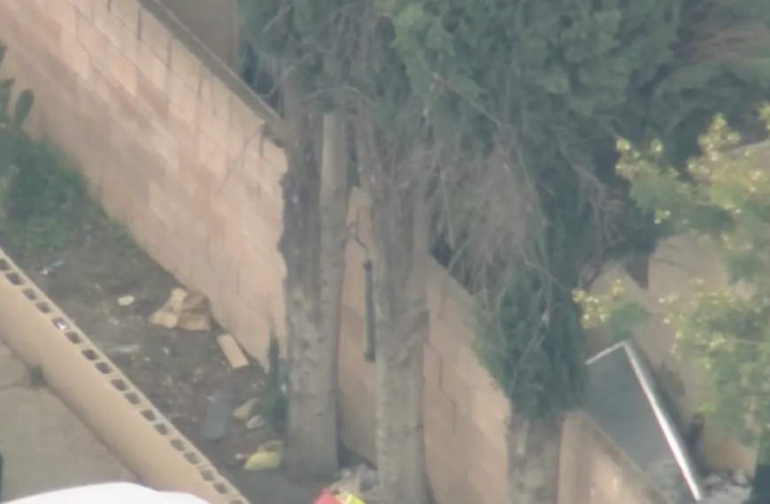 Bear Spotted in Fillmore Neighborhood: What You Need to Know