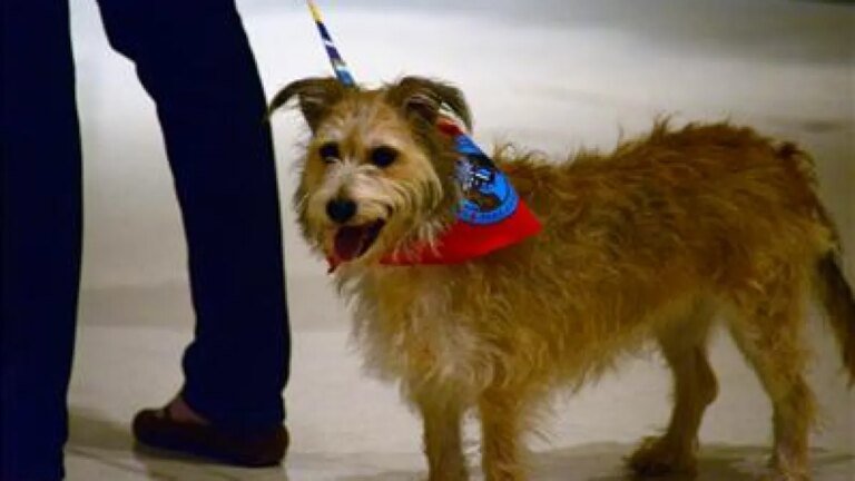 Beware: Scam Artist Pretending to Be Animal Control Officer Is Targeting Pet Owners in Newport Beach