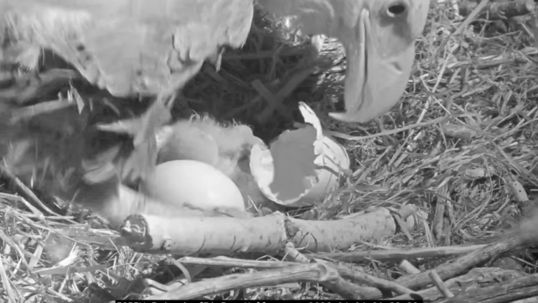 Congratulations to Jackie and Shadow on the Arrival of Their First Eaglet of 2026 Near Big Bear Lake!