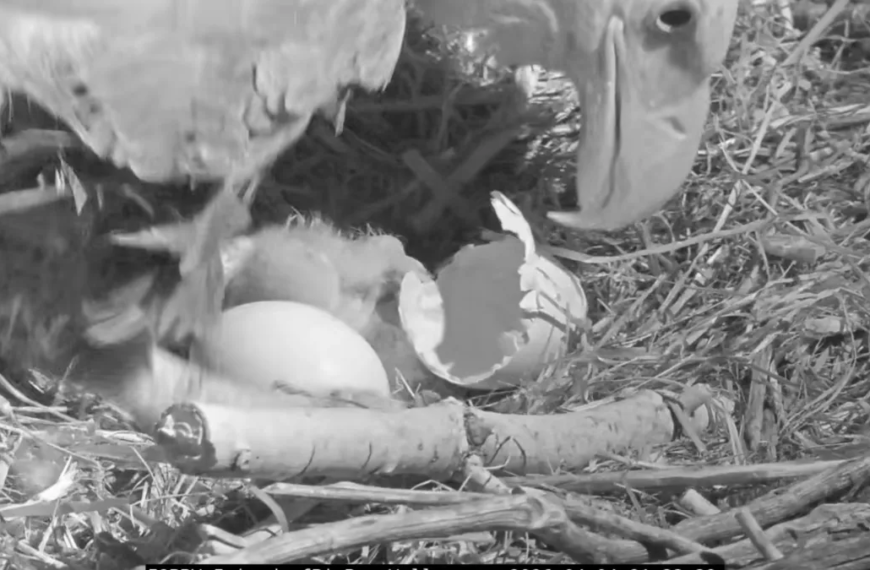 Congratulations to Jackie and Shadow on the Arrival of Their First Eaglet of 2026 Near Big Bear Lake!
