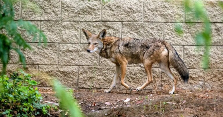 Coyote Bites 3-Year-Old Twice in Carson Incident