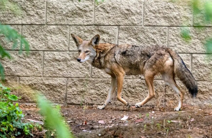 Coyote Bites 3-Year-Old Twice in Carson Incident