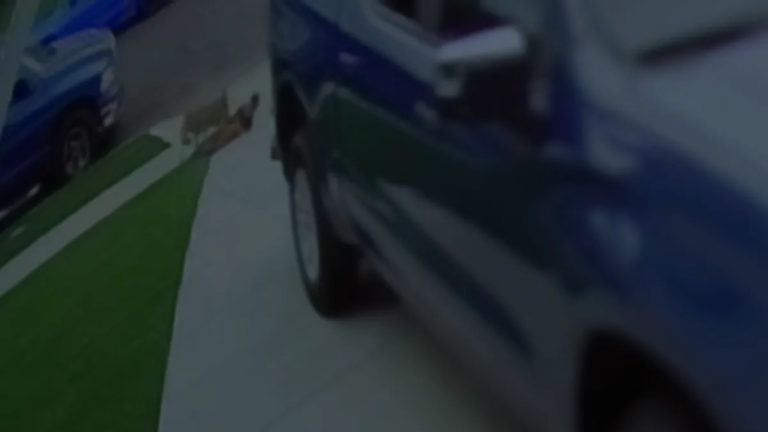 Coyote Involved in Carson Attacks Captured and Euthanized