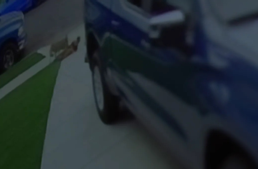 Coyote Involved in Carson Attacks Captured and Euthanized