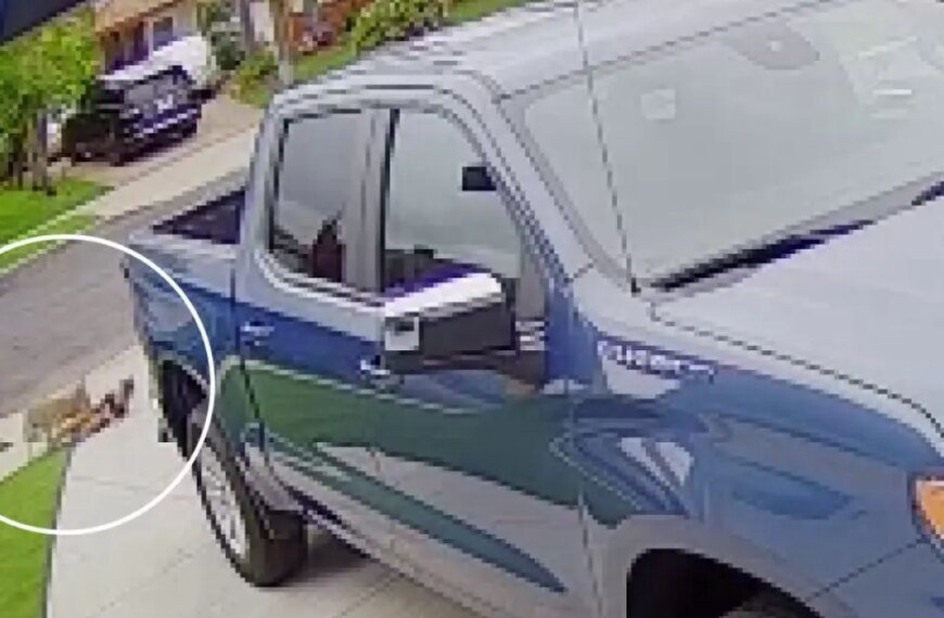 Coyote Involved in Toddler Attack in Carson Captured and Put Down